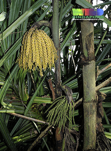 نخل کاریوتا